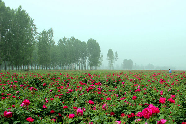 玫瑰種植基地